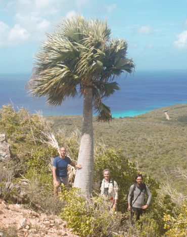 (Sabal Intelensis in Curaçao).