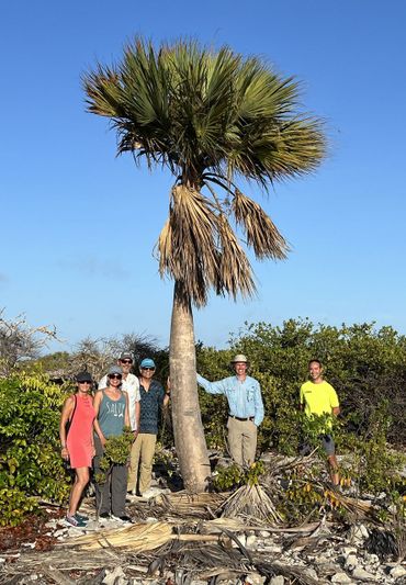 (Sabal Logidiana in Bonaire).