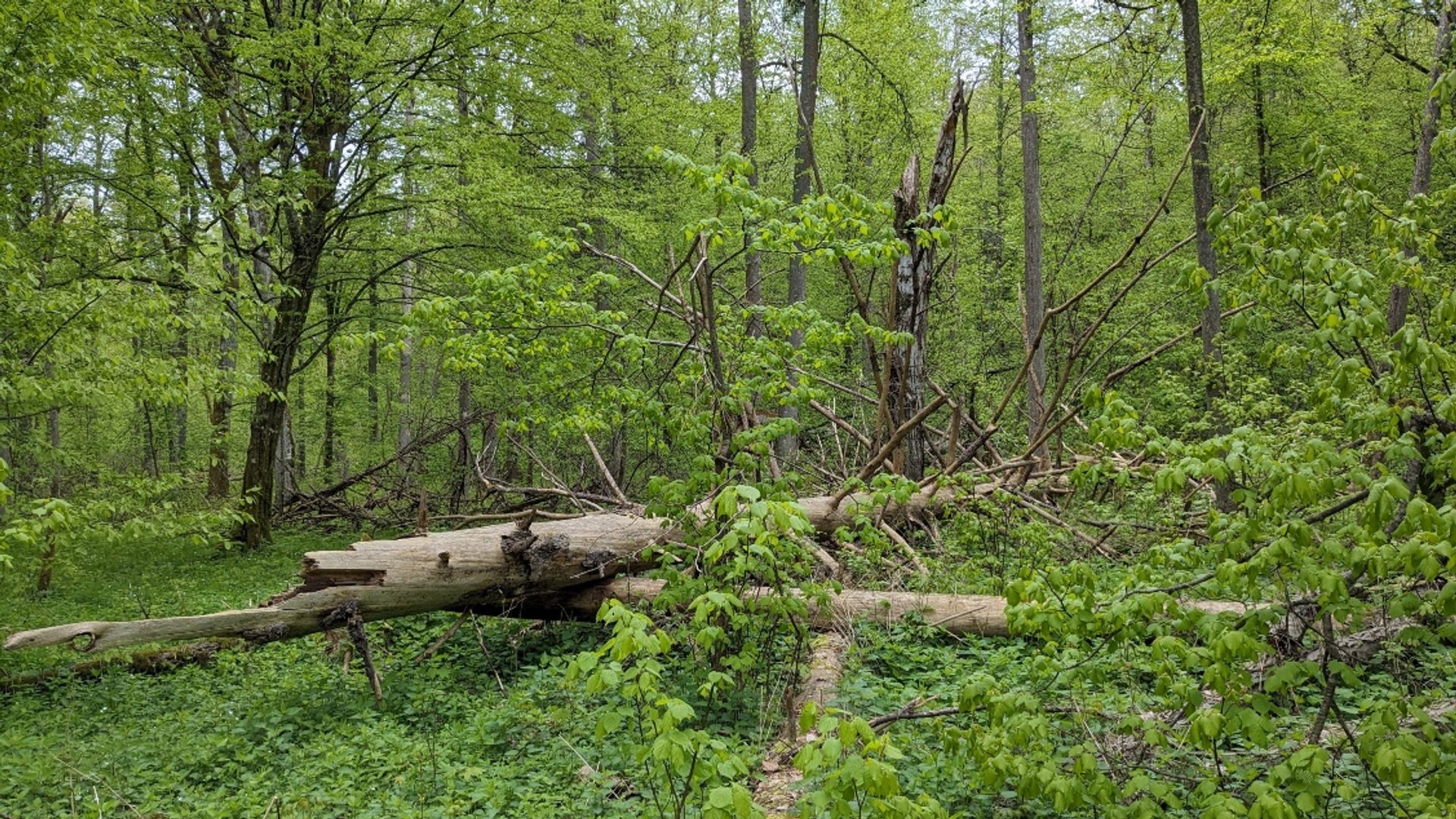 Forest regeneration eats Białowieża