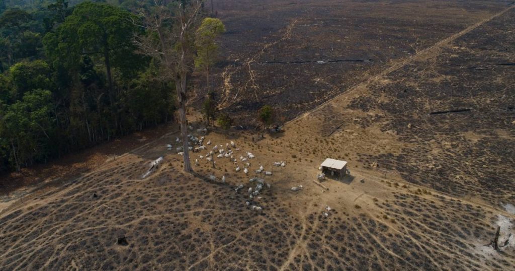 100 countries pledge to end deforestation by 2030 |  environment