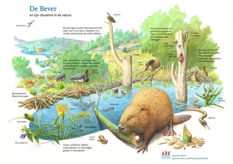 The beaver and its main role in nature