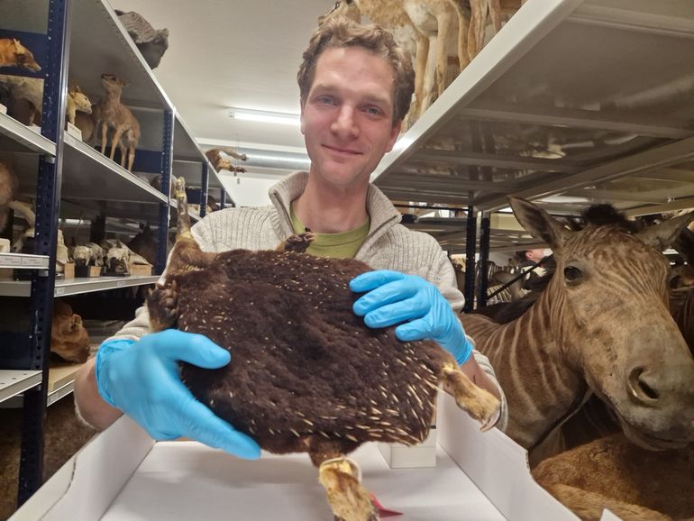 Pepijn Kamminga with Zaglossus attenboroughi specimen