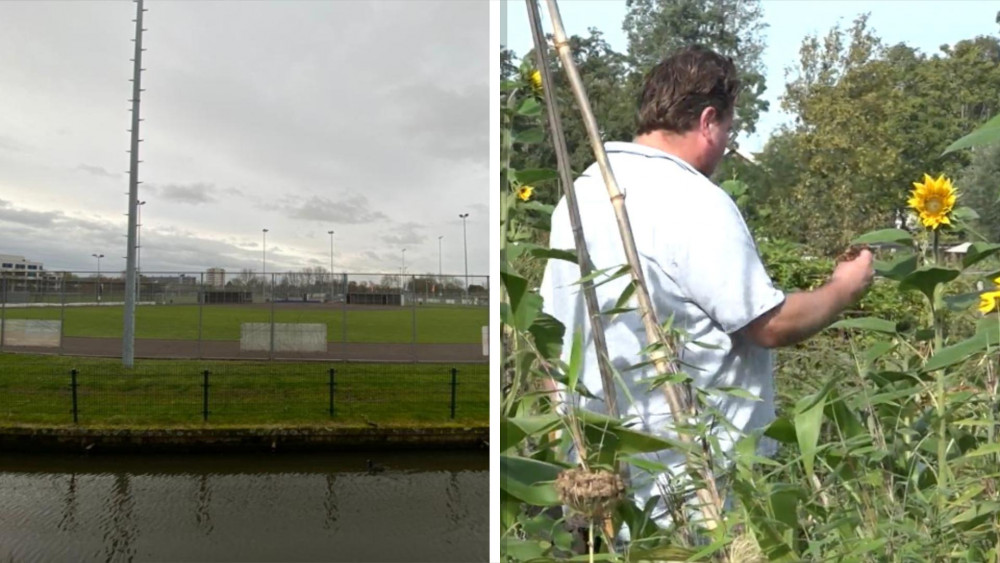 Will the rare nudibranchs or beach volleyball players get more space in Sparnepark?