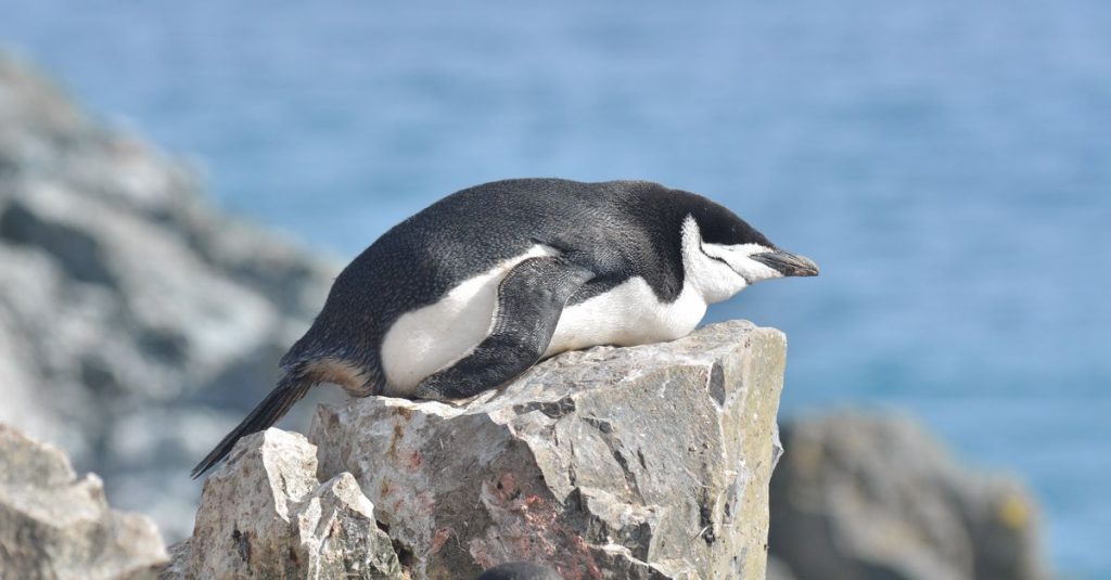 Ringed penguins take an incredible number of naps per day: more than 10,000 (even when they swim)