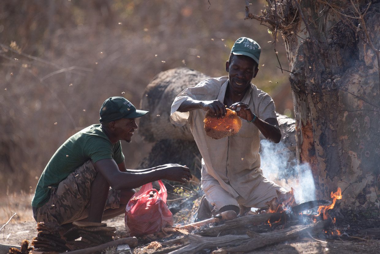 Honey hunters use fire and tools to harvest the bee's nest.  University of Miami photo