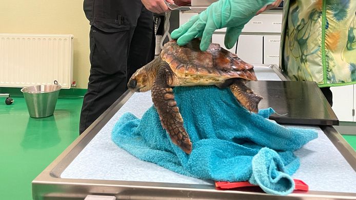 Rare loggerhead sea turtles have been washed up in the Netherlands: for the fourth time in three months