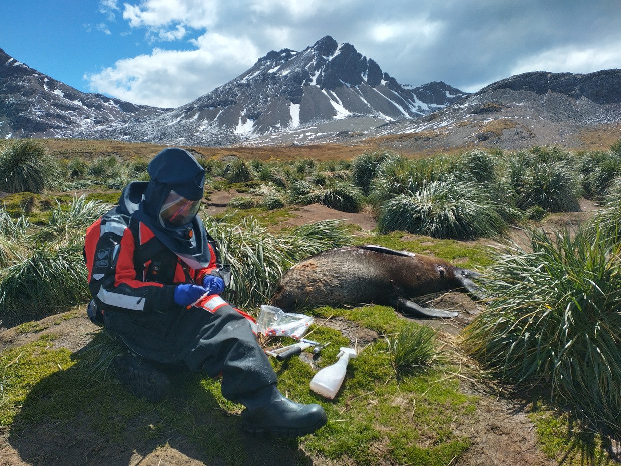 A scientist takes a sample from a dead seal on South Georgia Island near Antarctica.  Reuters photo