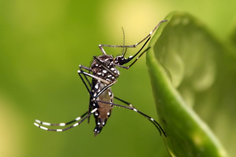 There is no dengue fever in Aruba