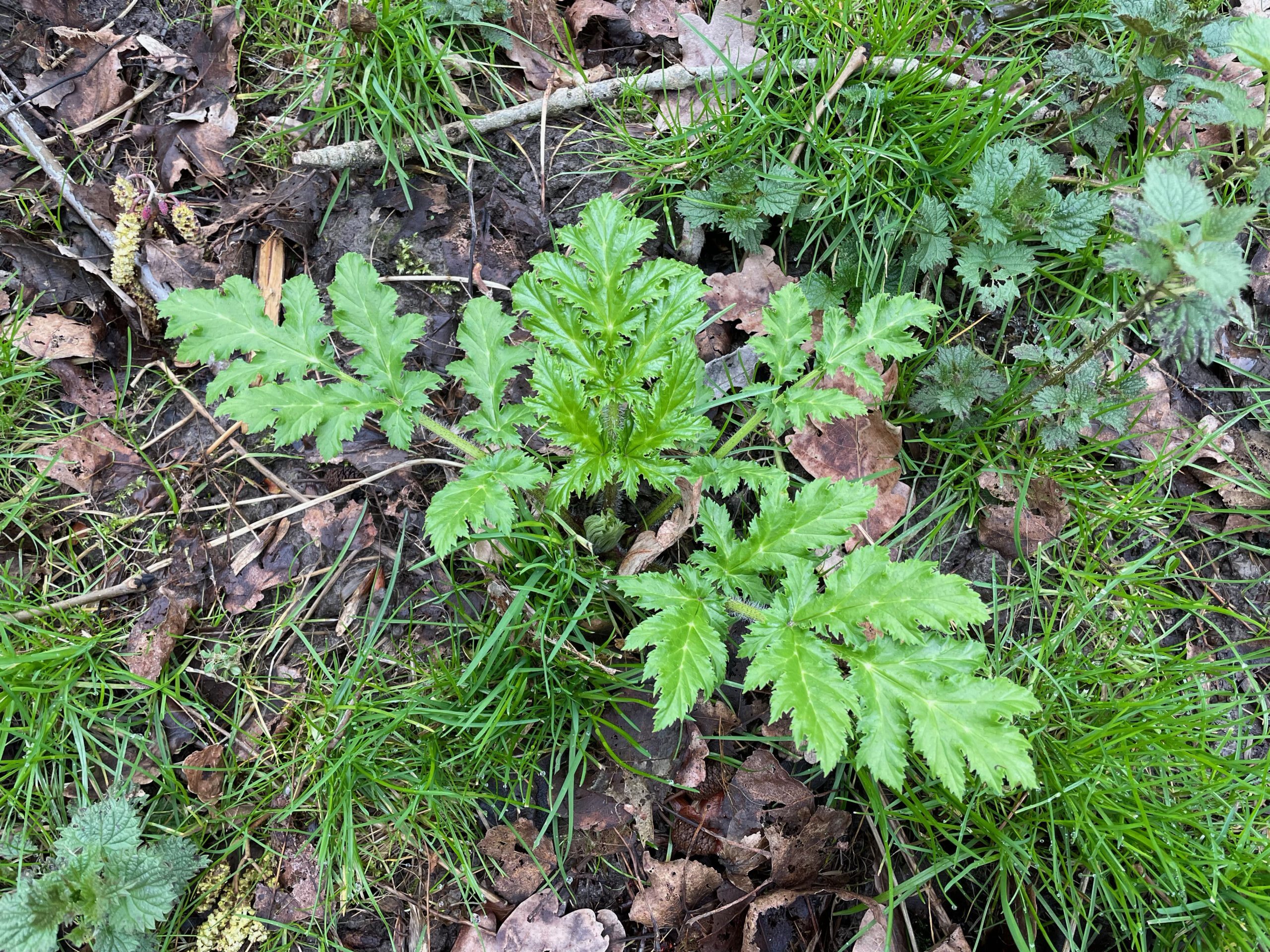 Giant hogweed (as miniature)