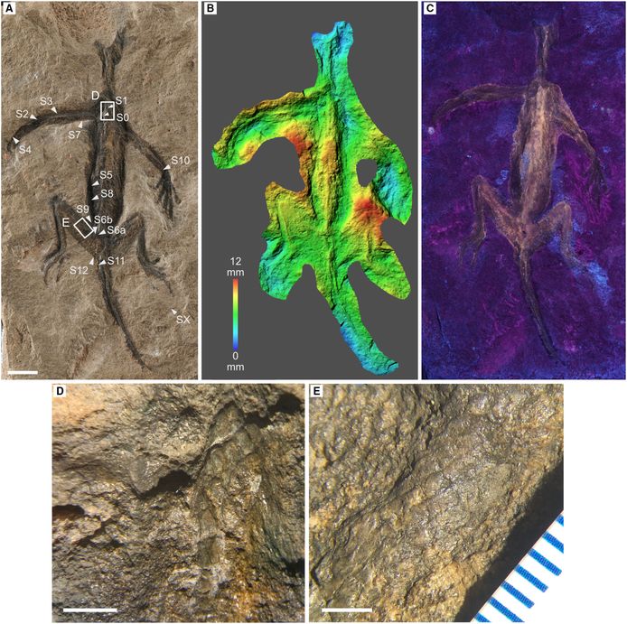 An overview of the various tests carried out on the Tridentinosaurus antiquus fossil: including a 3D model and an image under UV light.