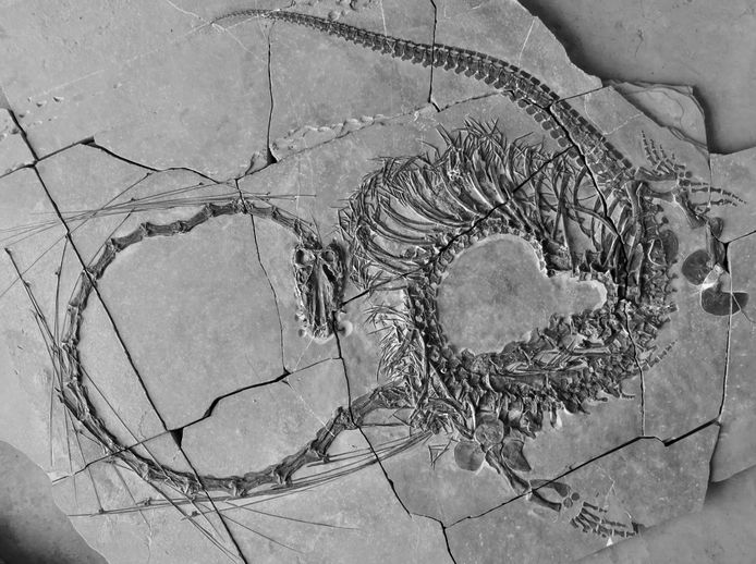 Eastern dinocephalosaurus fossil