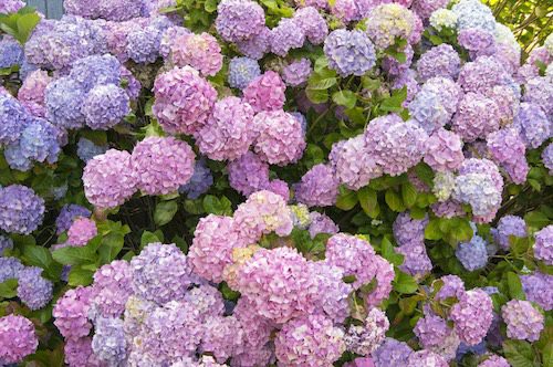 How far should you prune hydrangeas?  How do I get more flowers in my hydrangea?