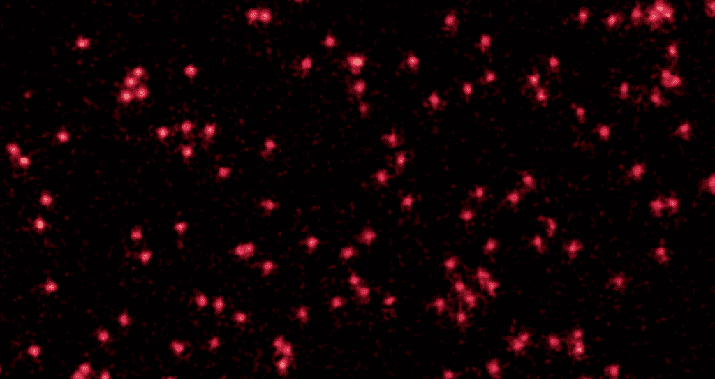 A unique image of atoms behaving like quantum waves