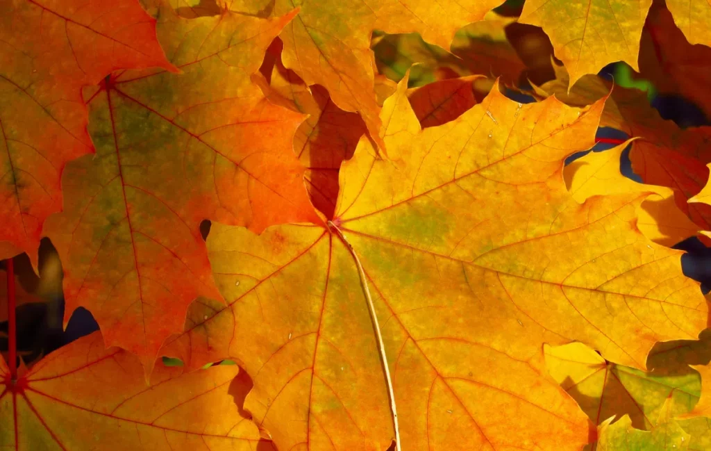 How fall leaves help monitor health