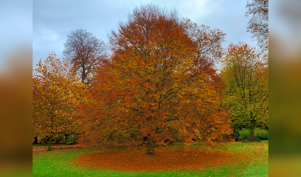 Area for two natural cemeteries in Gemmert-Bäkel: plans can be submitted