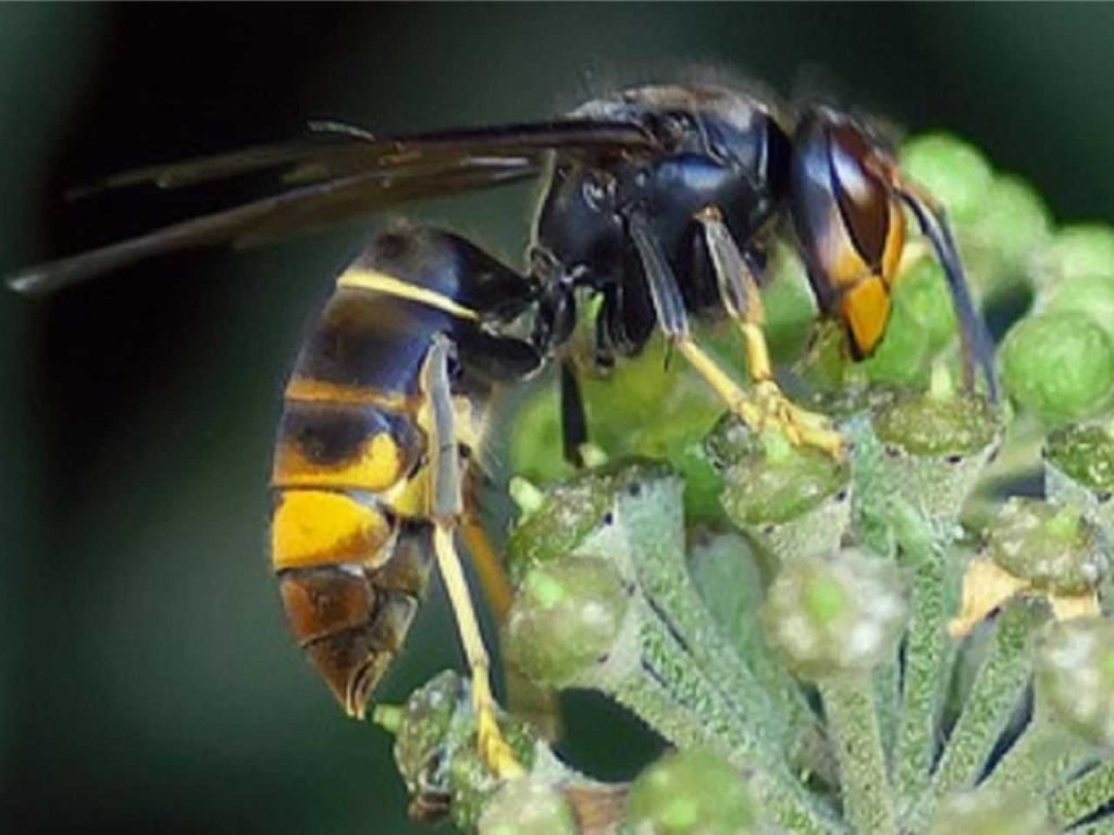 How dangerous is the Asian hornet really?  The expert gives a clear explanation