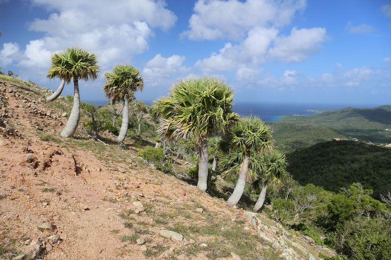 Sabal Antilensis in Cerro Pinto Curacao