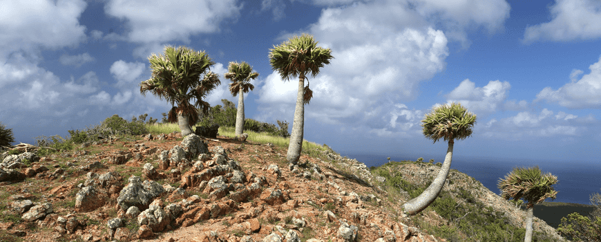 Nature Today |  Important new insights into rare Caribbean palms