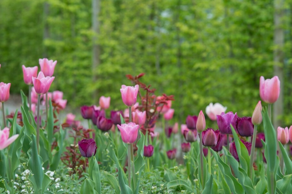 “Plant only organic flower bulbs in public places.”