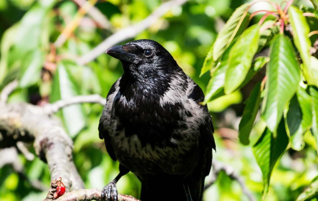 Scientists show that carrion crows have the number four, after which the birds also emit four cries