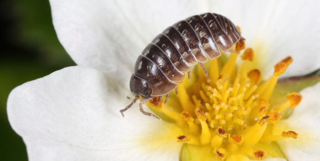 Wood lice is much more important than you think