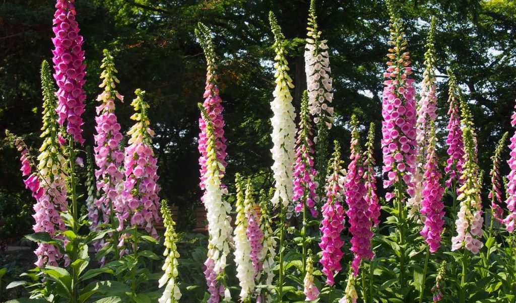 Foxglove poison: what are the symptoms?
