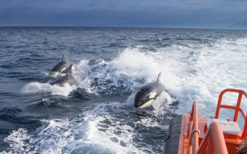 Orca attacks in the Strait of Gibraltar: Has the mystery finally been solved?