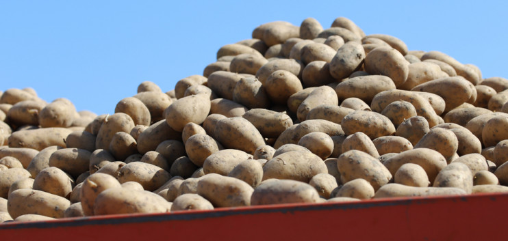 There is no longer much evidence of a seed potato shortage in the EU - News Potatoes