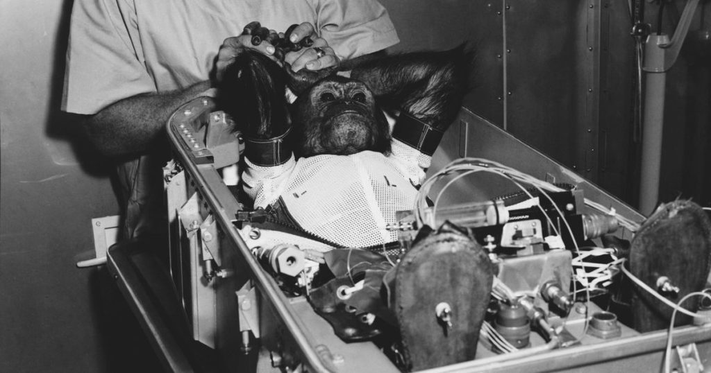 They suffocated, crashed, or came back alive: these were the first apes in space