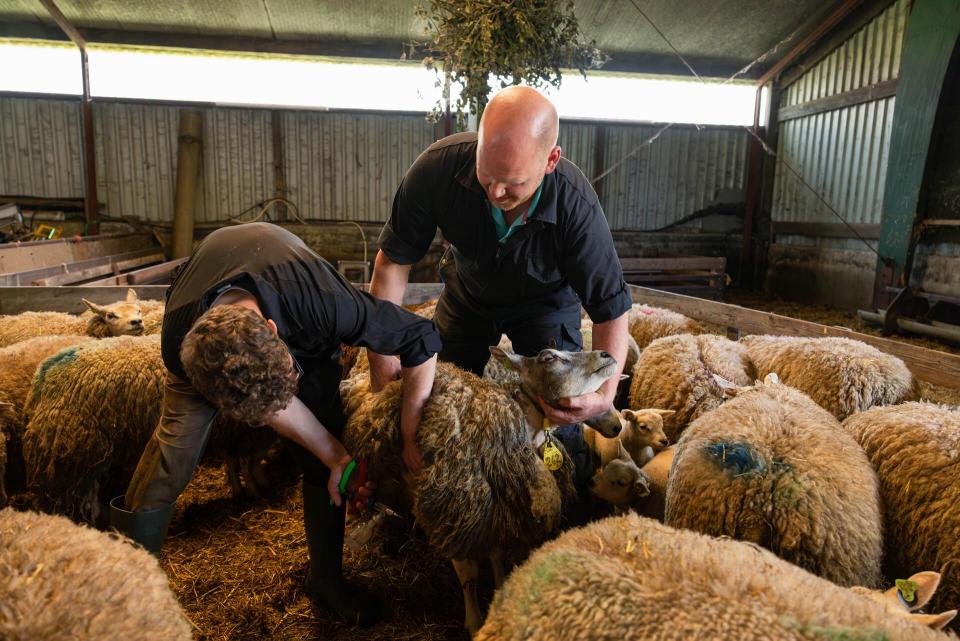 Among a number of sheep in the stable, a man holds a sheep while another injects it into the hind leg of one of the sheep. 