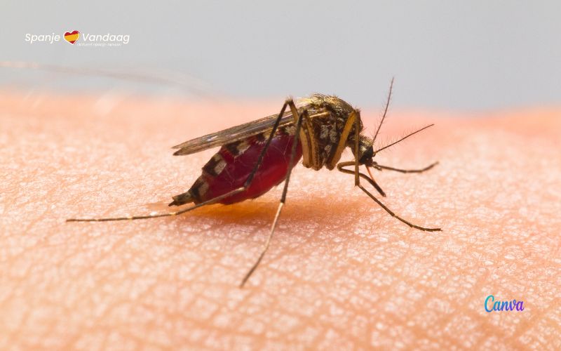 13 municipalities in the province of Seville have mosquitoes carrying the Nile virus