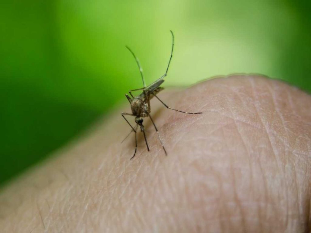 Are you bothered by mosquitoes? This product really helps, other products are often a waste of money