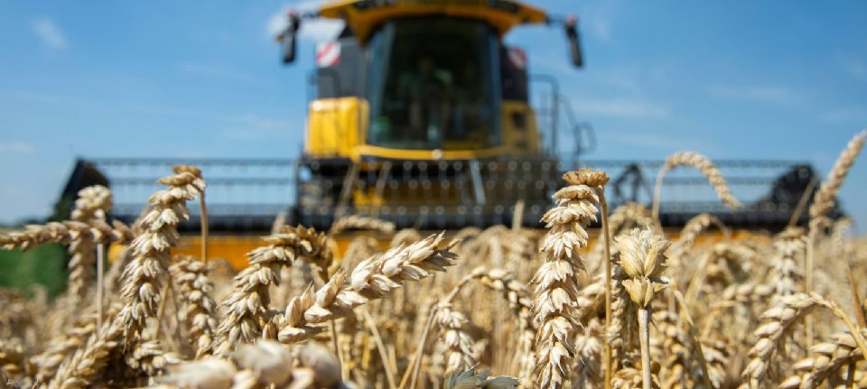 French winter wheat remains below 7 tons