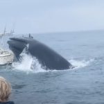 Massive whale smashes boat off New Hampshire coast
