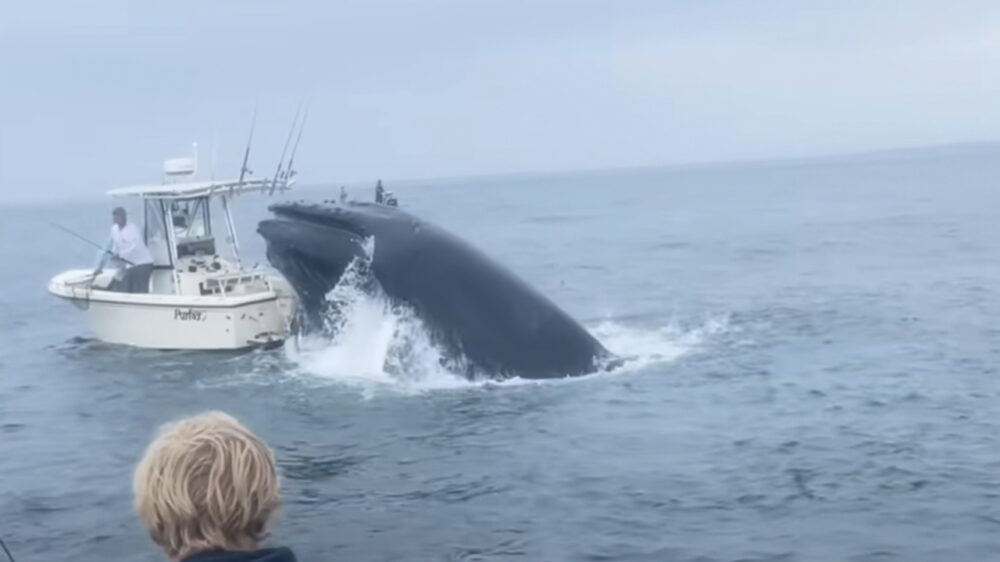 Massive whale smashes boat off New Hampshire coast