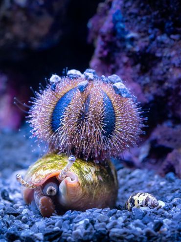 Close up of Mespilia Globulus in aquarium