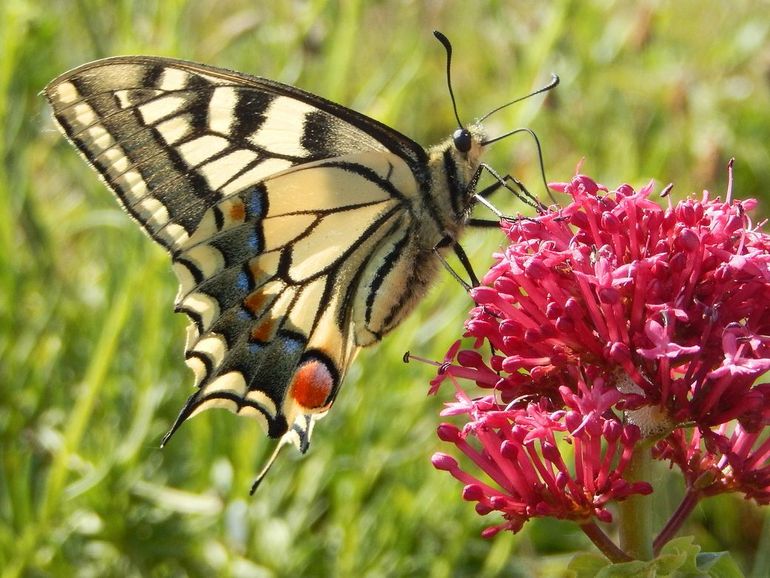 The Queen Page, here in red, is the largest butterfly in the Netherlands.