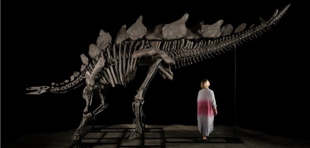 Stegosaurus Skeleton That Sold at Auction for  Million Now in the Hands of a Billionaire