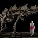 Stegosaurus Skeleton That Sold at Auction for $44 Million Now in the Hands of a Billionaire