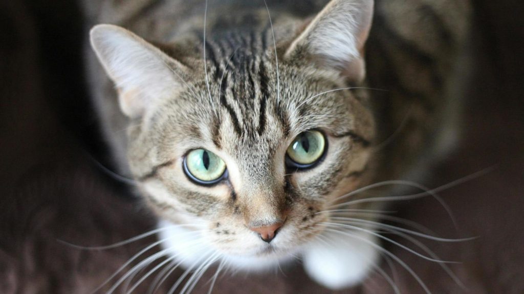 Westland Animal Ambulance warns of cat disease outbreak