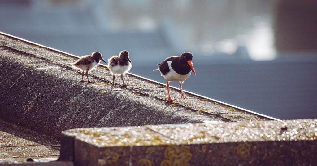 The oystercatcher, the “unlucky national bird,” is increasingly breeding on rooftops.