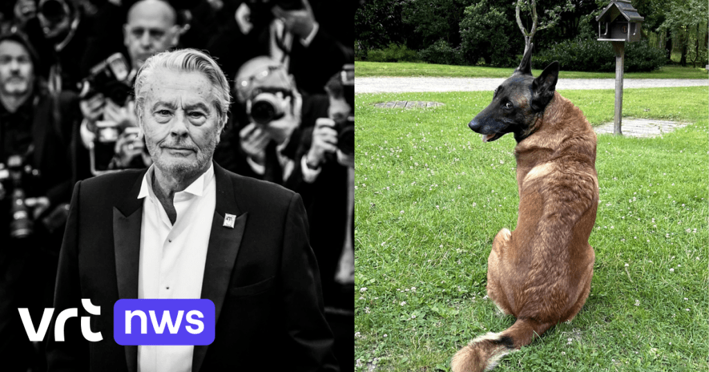 Actor Alain Delon’s dog was not given an injection to be buried together: what are our rules?