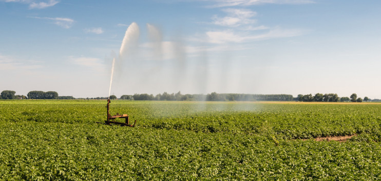 Belgian Potatoes Lagging Behind – Potato News