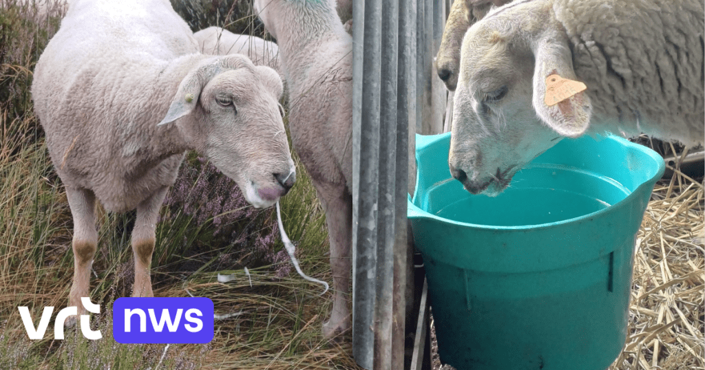 Bluetongue virus is advancing so fast, Rendak can’t keep up with the carcass collection: ‘Four times more reports of dead sheep’