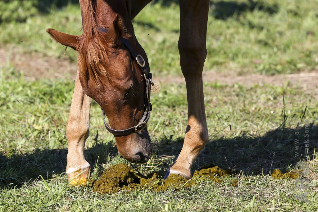 Research: The relationship between the intestinal flora of the foal and performance later in life