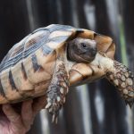 Russian Tortoises: The Ideal Pet for Reptile Enthusiasts