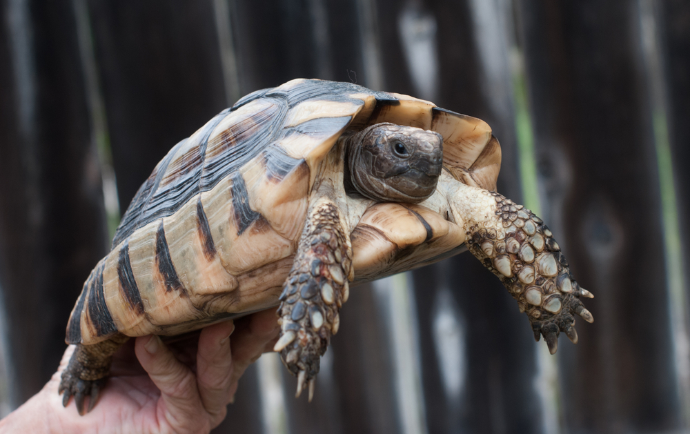 Russian Tortoises: The Ideal Pet for Reptile Enthusiasts